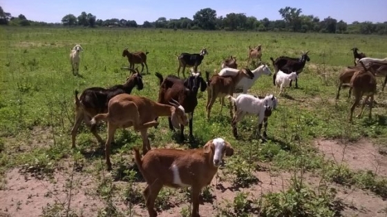 Evalúan uso de bioinsumos para mejorar alimentación de cabras