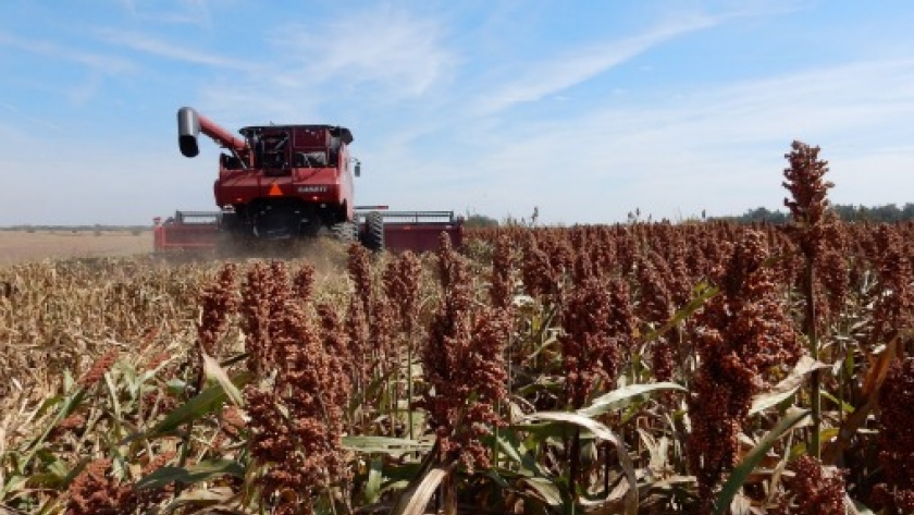 Se duplicó la siembra de sorgo en Entre Ríos luego de tres ciclos negativos