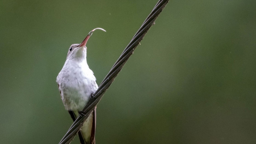 El Gobierno rescató 60 aves 