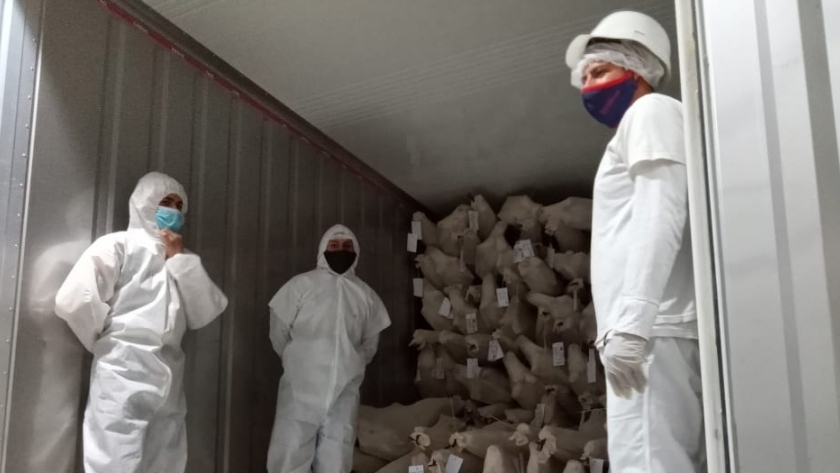 Exportación: cabras cordobesas con destino a Sri Lanka