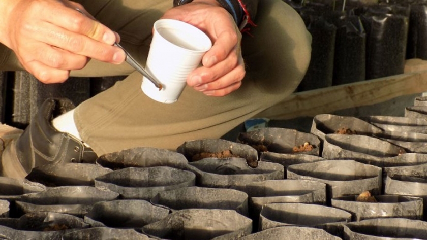 Ambiente comenzó a producir 2500 plantas nativas