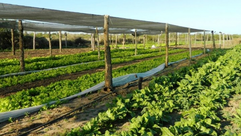 Alimentos chaqueños: 56 familias de pequeños productores accederán a financiamiento para fortalecer sus emprendimientos