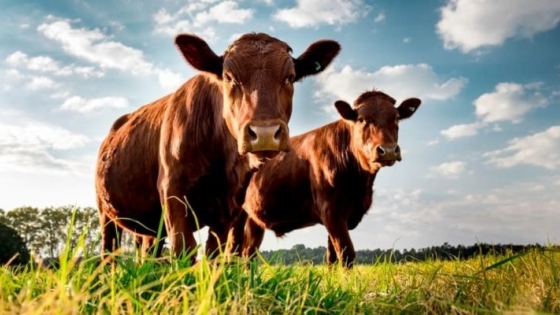 Sincronización de celo: clave para mejorar la producción de carne en el sur de La Rioja