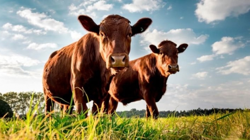 Sincronización de celo: clave para mejorar la producción de carne en el sur de La Rioja