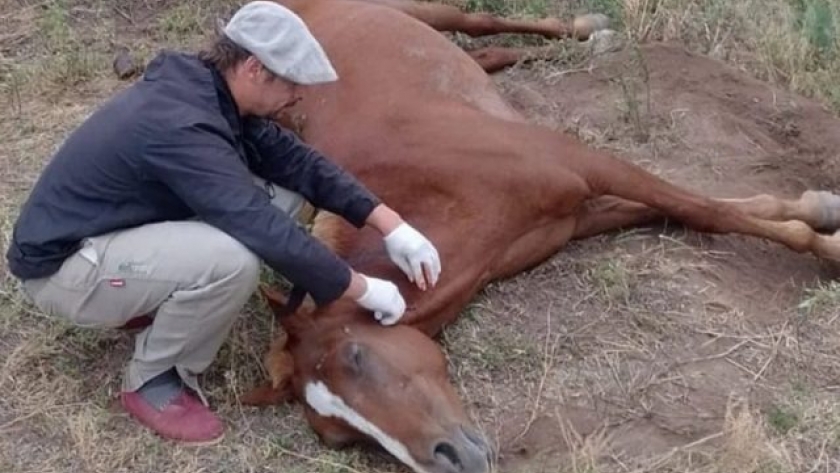 Confirman un caso positivo de encefalomielitis equina en Salta