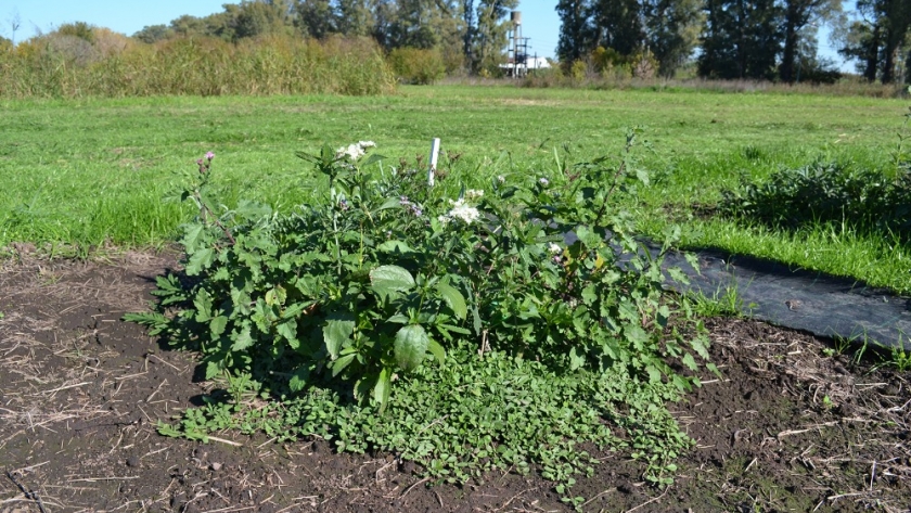 La energía solar, aliada natural para frenar las malezas y promover plantas nativas