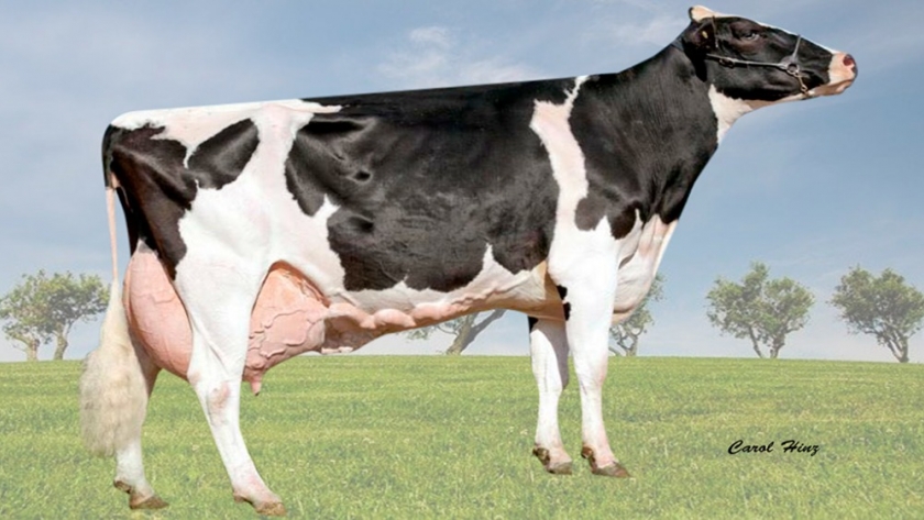 Una vaca brasilera marca récord de producción de leche en América latina