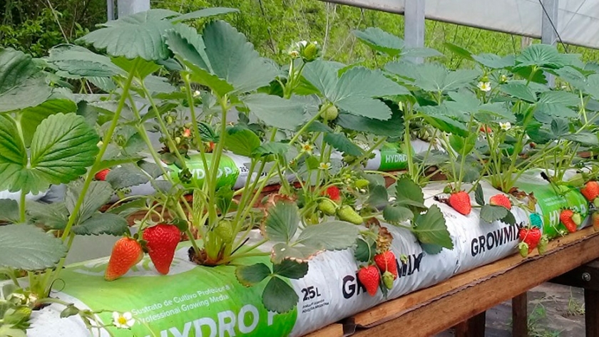 Hidroponía, tecnología que se destaca por ser eficiente y sustentable