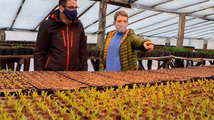 Producción de plantines y árboles