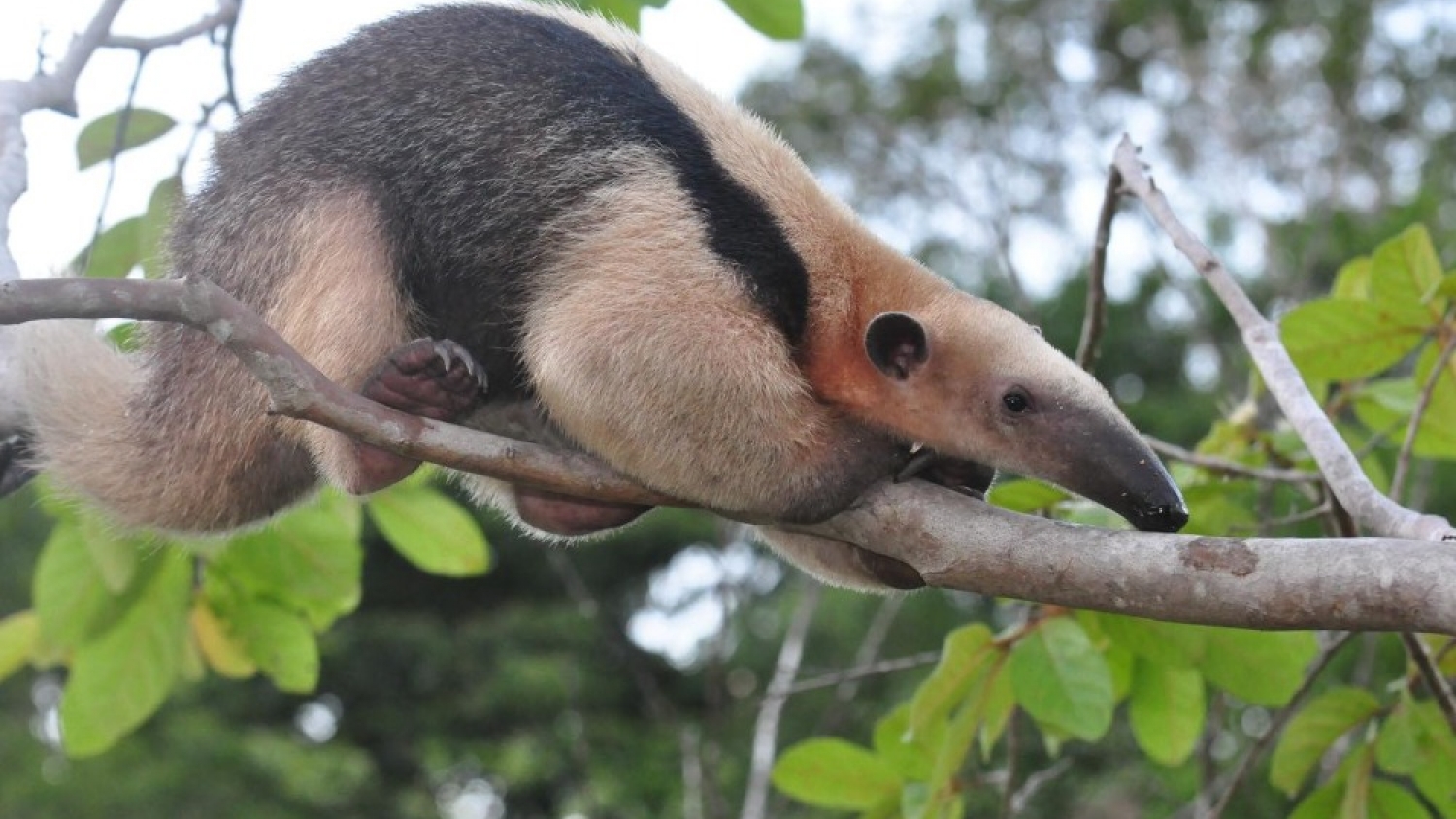 Córdoba liberó un oso melero y otros 34 animales rescatados en un nuevo operativo de conservación