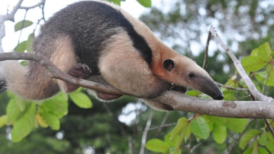 Córdoba liberó un oso melero y otros 34 animales rescatados en un nuevo operativo de conservación