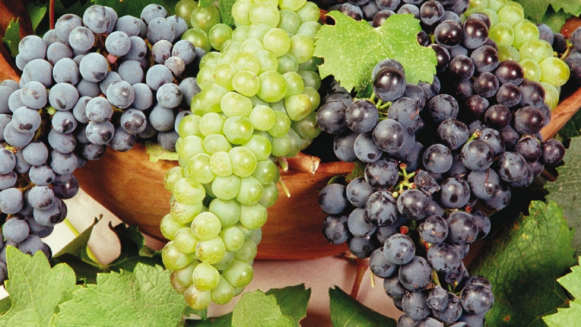 Estudio de la incidencia de diferentes niveles de carga sobre la calidad de uvas y vinos de la cuenca media del río Colorado