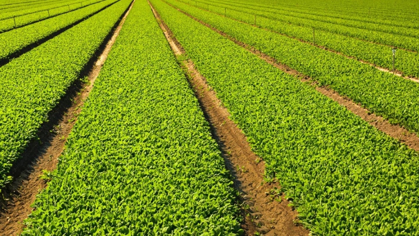 Australia mejora pronóstico para exportaciones agrícolas a pesar de las tensiones en China