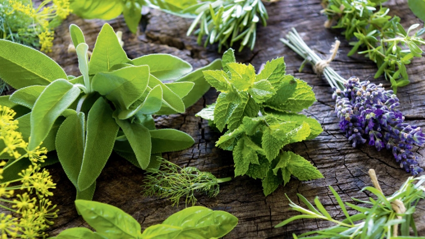 Plataformas tecnológicas y comerciales para aromáticas cultivadas, nativas y medicinales