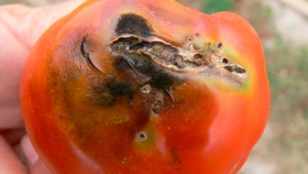 Científicos combaten una plaga que afecta la producción del tomate