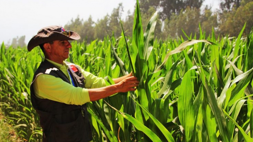 Temporada 2020: hectáreas de semilleros certificados aumentan un 44%