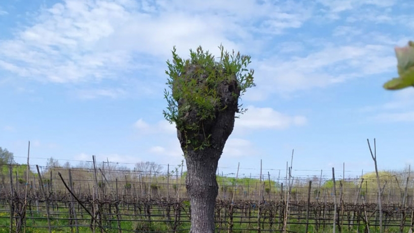 Lobesia Botrana: se incorporó la vigilancia en plantaciones de vid de Berisso