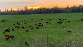 Nueva Zelanda, el país con más vacas que habitantes, aprueba ley que cobrará por el CO2 de los alimentos
