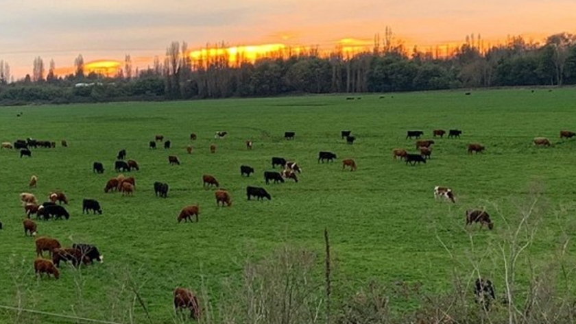 Nueva Zelanda, el país con más vacas que habitantes, aprueba ley que cobrará por el CO2 de los alimentos