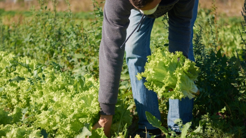 Se consolida el trabajo articulado de la Mesa Provincial Frutihortícola para la implementación de las buenas prácticas agrícolas