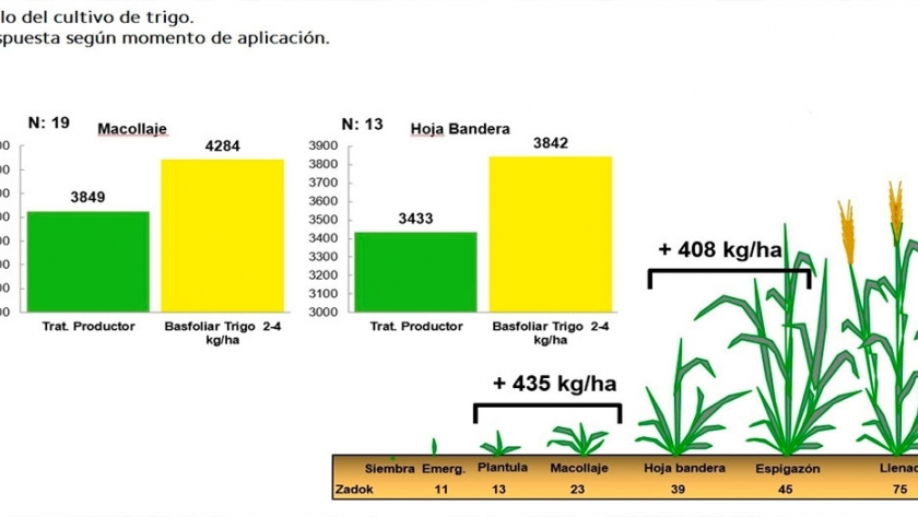 En trigo, los rindes pueden mejorar hasta 11% con buena fertilización para enfrentar el estrés