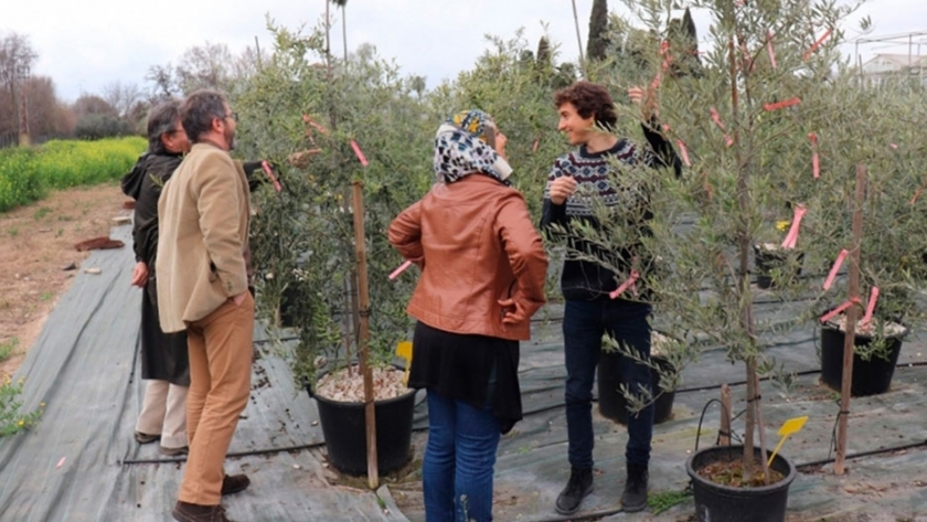 Olive Miracle, una aplicación para predecir el futuro del olivo