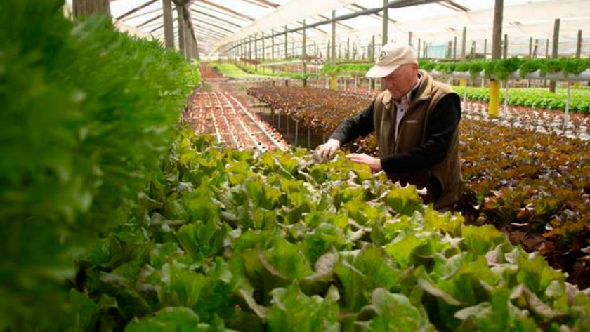 El proyecto de promoción de los cultivos hidropónicos en la provincia tuvo aval de Diputados