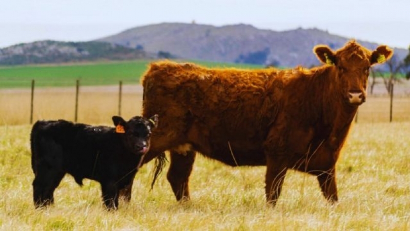 Leucosis bovina: estudio revela la diseminación en rodeos de carne