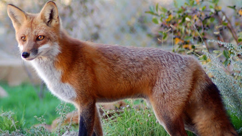 Trabajan en la detección del tráfico ilegal de la Fauna Silvestre a nivel nacional