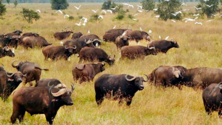 Formosa posee el mayor stock de búfalos en todo el país