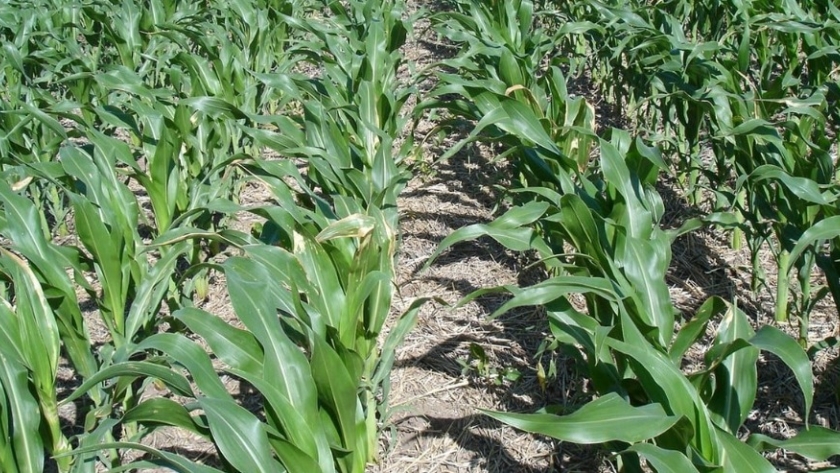 El maíz tardío: las claves de su éxito y su expansión