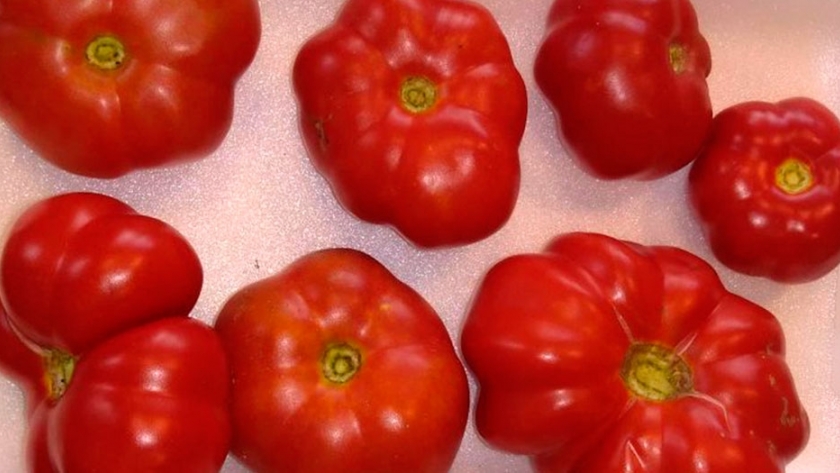 Tomates nativos recuperados por la FAUBA, entre los más sabrosos