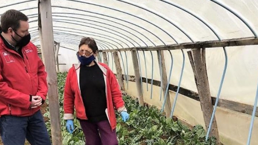 El potencial hortícola de la Región de Los Lagos estaría en el cultivo bajo plástico
