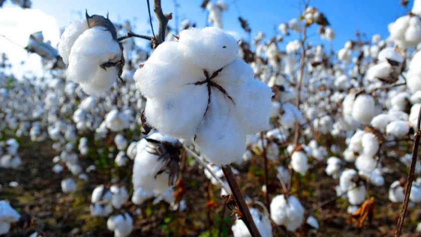 Algodón y soja: cómo afecta el exceso hídrico en Chaco en estos cultivos
