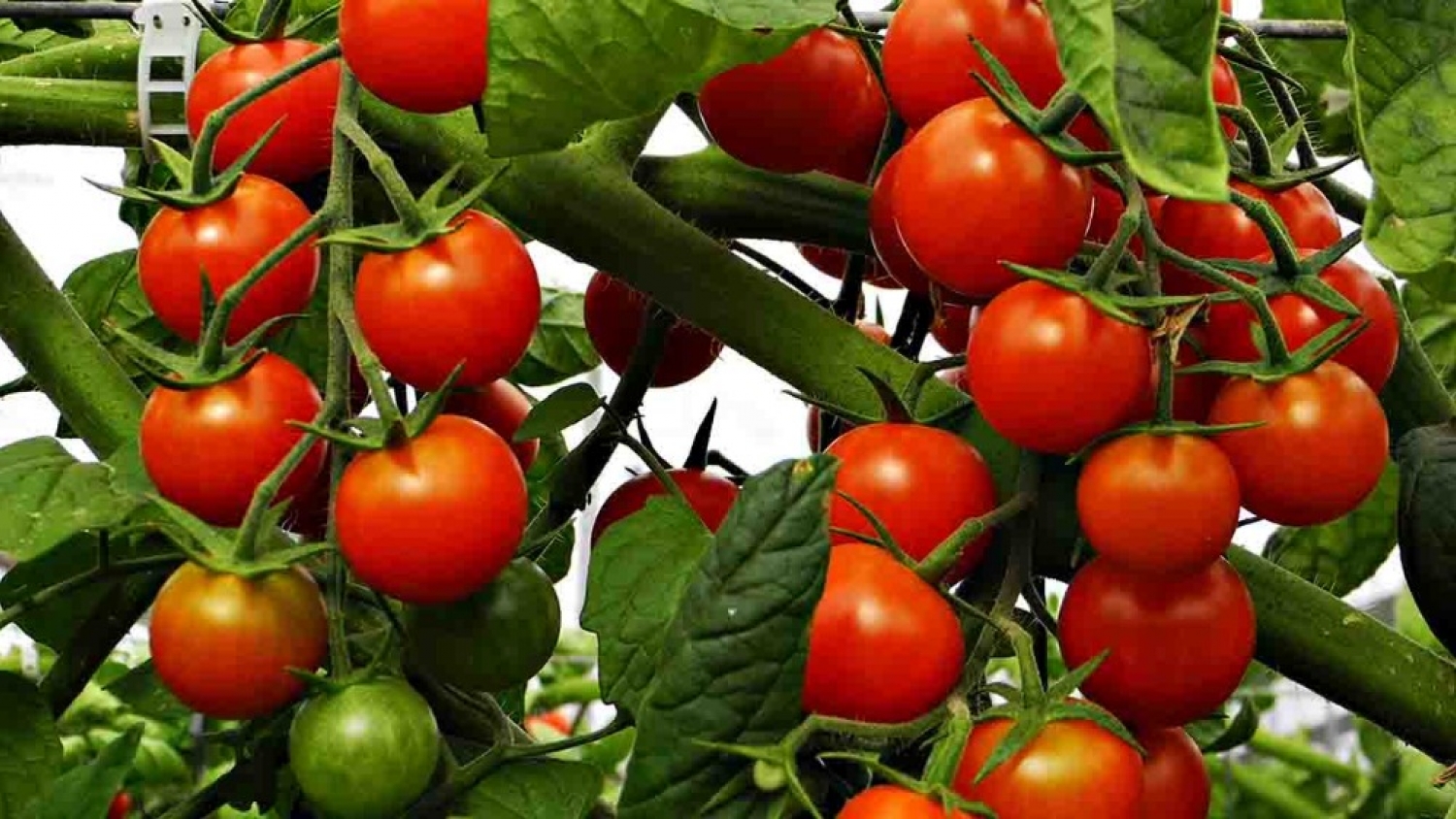 Científicos argentinos identifican un gen clave que podría aumentar la producción de tomate