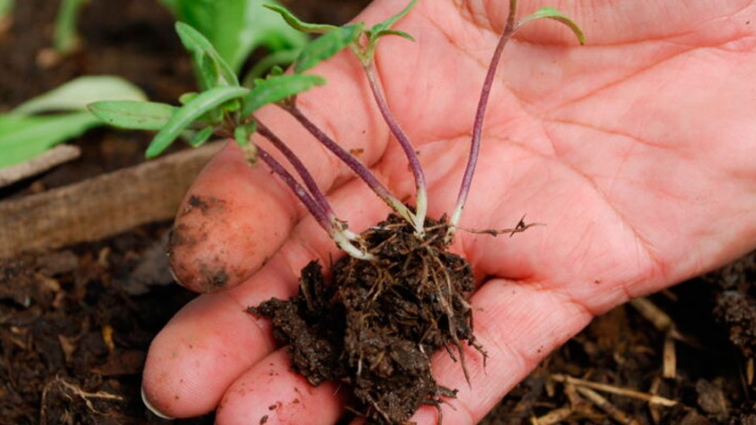 Agroecología: ¿se puede ser productivos y sustentables?