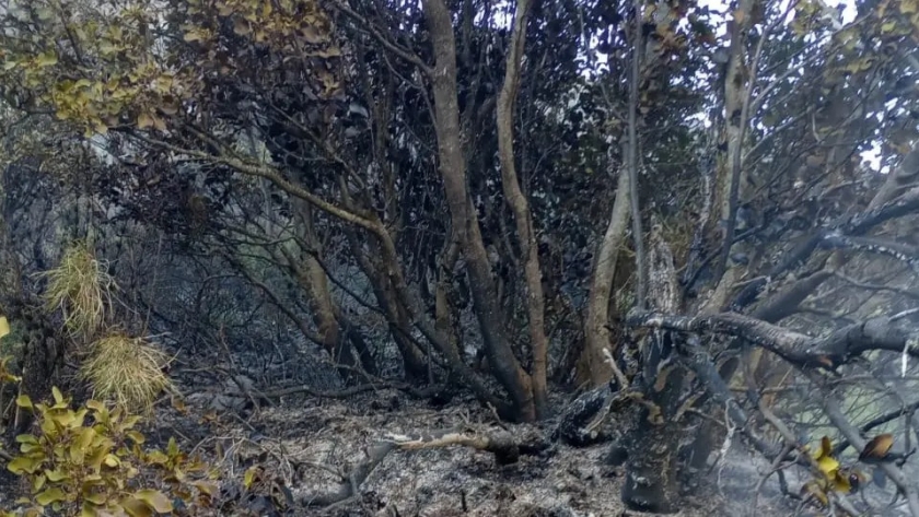 El SPLIF El Bolsón informa la extinción de incendios en la región