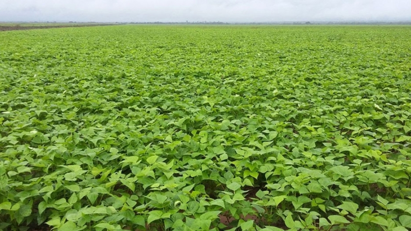 Poroto, un cultivo de ciclo corto que requiere soluciones rápidas