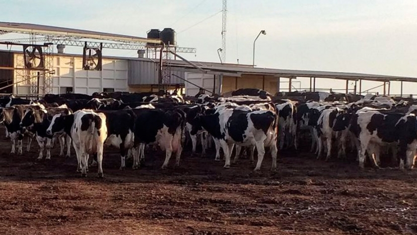 Efluentes de tambos para reposición de nutrientes en producción forrajera y agrícola
