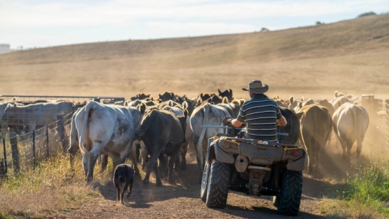 <Ceres report reveals key strategies for agrifood corporates to cut scope 3 emissions