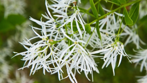 El árbol ornamental que perfuma jardines y balcones y se adapta al cultivo en maceta