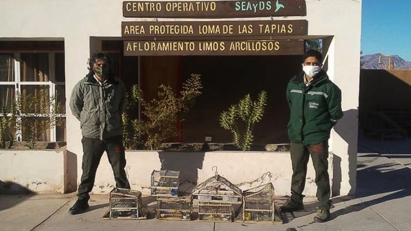 En intensos operativos de conservación fueron rescatadas 40 aves