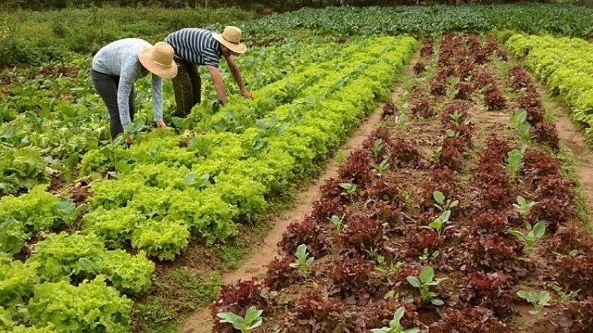 El Gobierno de la provincia desarrolló una capacitación en agricultura familiar en Tolhuin