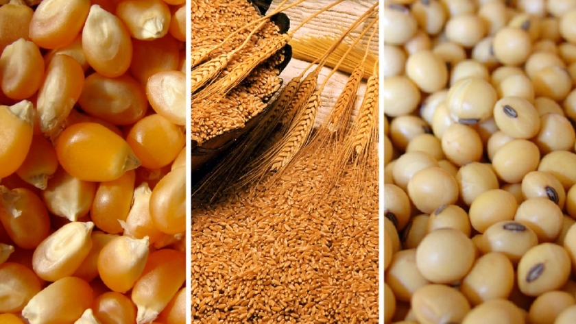 Alimentos: inquietud en el Gobierno por el aumento de los precios de los granos