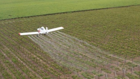 Lobesia botrana: comienza el servicio de tratamiento aéreo en los oasis Norte y Este