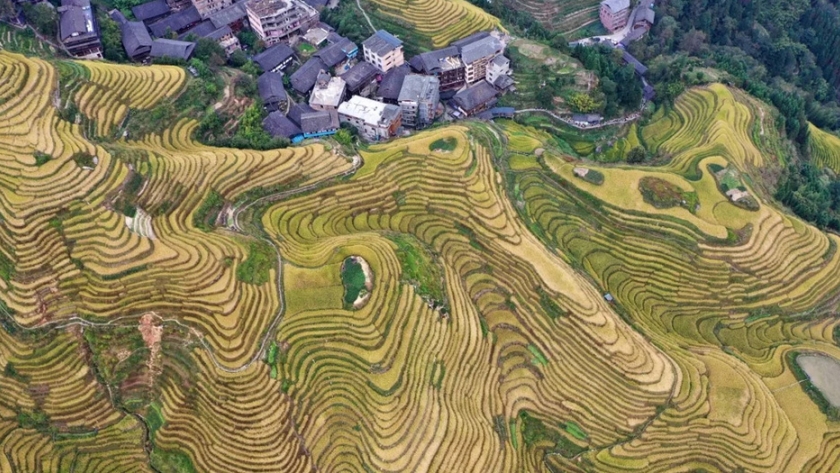 Cómo China puede dominar el futuro de la producción de carne de origen vegetal