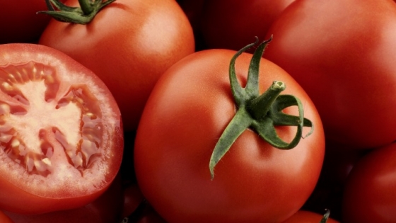 Productores de jitomate mexicano rechazan arancel de EE.UU.: “No hay país que pueda reemplazarlo”