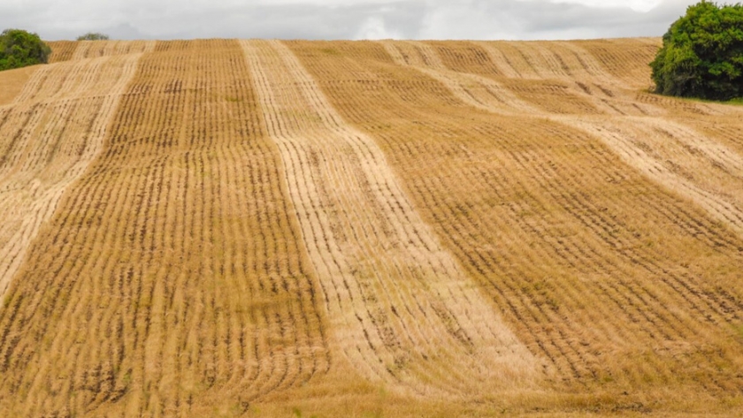 La falta de lluvias en Brasil impulsa una carrera por la soja genéticamente mejorada