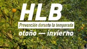 Medidas para la prevención del HLB durante la temporada otoño-invierno