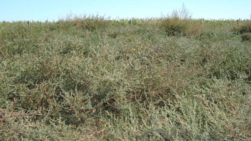 Cómo sacarle provecho al cardo ruso para la producción de carne